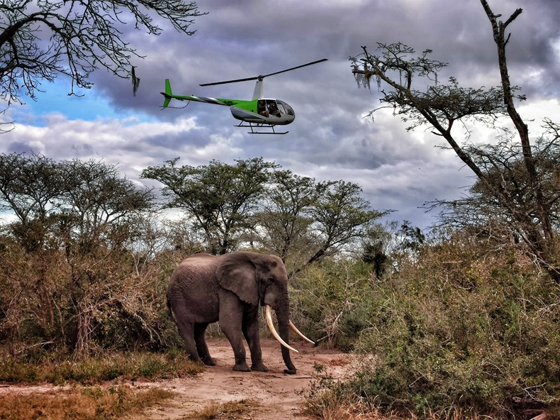 0C9F-elephant-translocation.jpeg