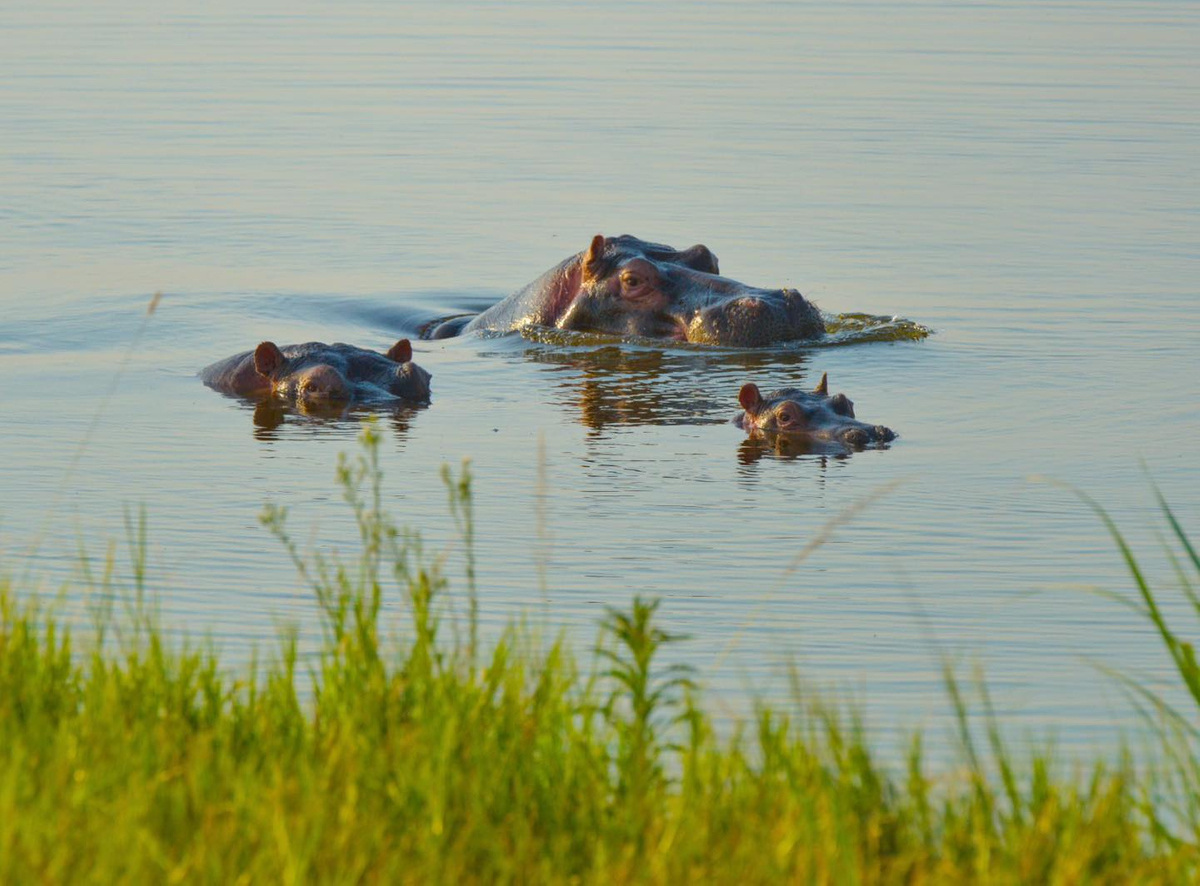 Akagera National Park.jpg 1