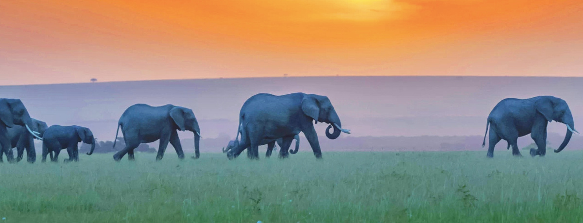 Amboseli National Park.jpg 1