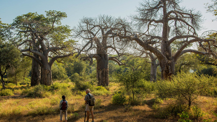 Baobab-Forest-2 Webinar promo image.jpg