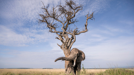 Bull+elephant+scratching.jpg