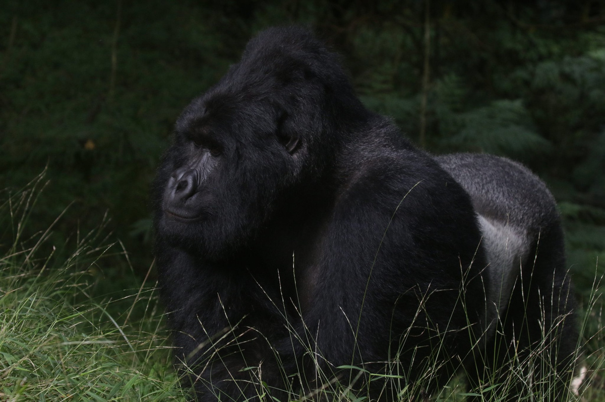 Bwindi Impenetrable National Park .jpg 1