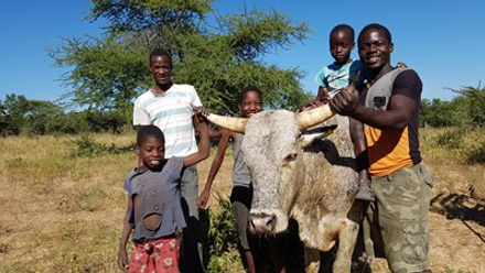 Conservation - Cattle Health Program.jpg