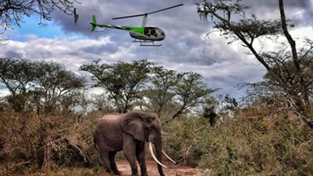 Elephant Translocation.jpg