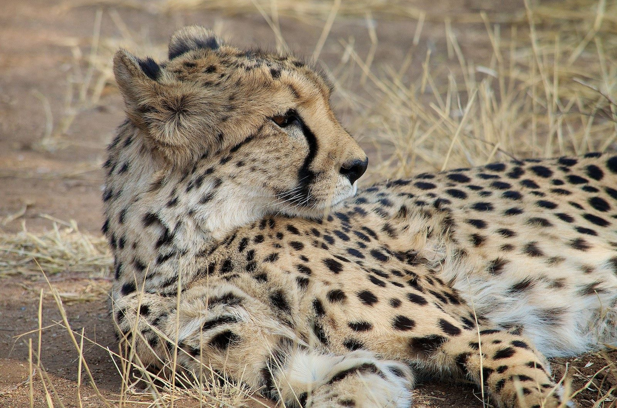 Etosha National Park.jpg 1