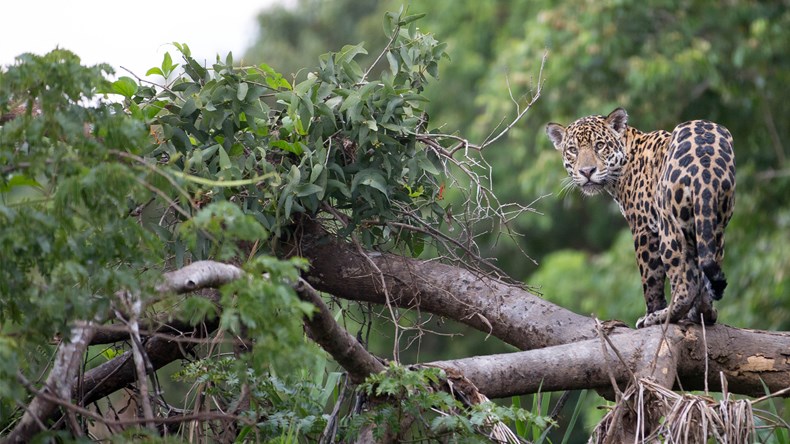 F72C-jaguar-in-iberá-wetlands-argentina-with-andbeyond.jpg