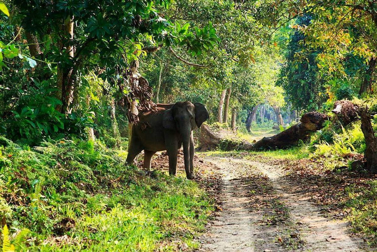 Gashaka-Gumpti National Park.jpg 1