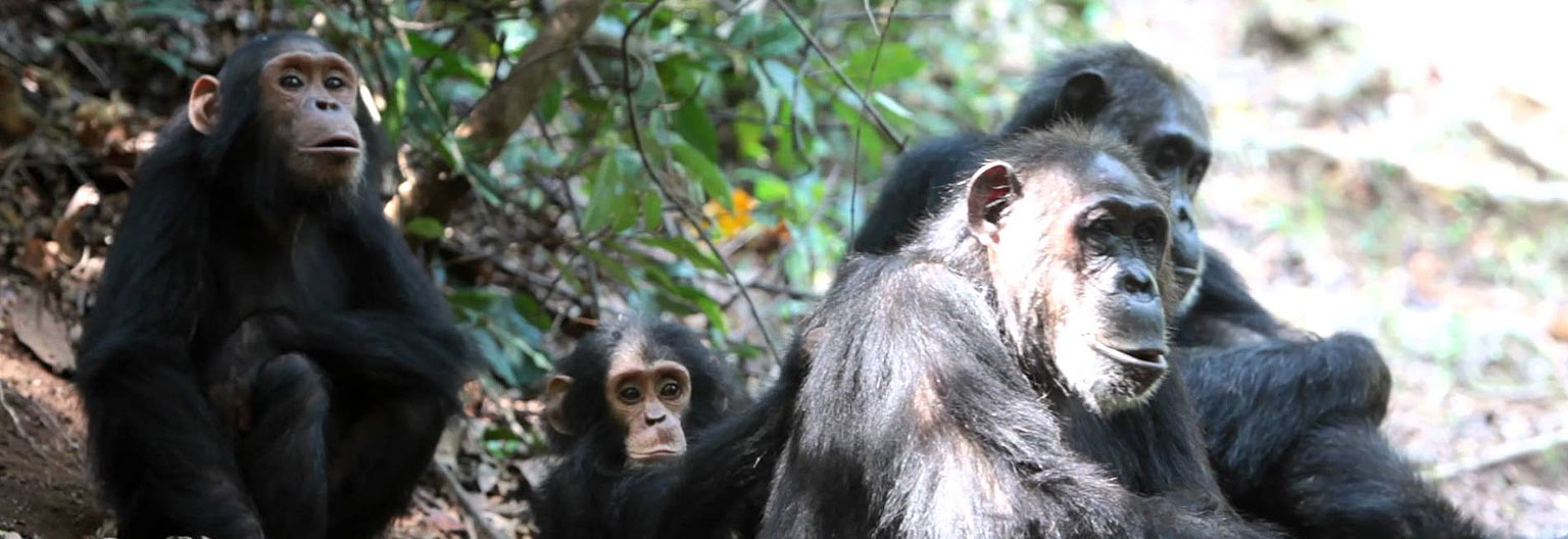 Gombe National Park.jpeg 1