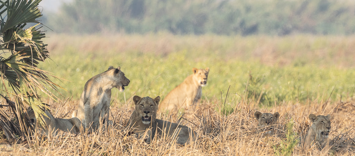 Gorongosa National Park.jpg