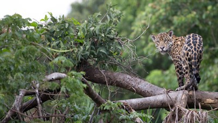 Jaguar in Iberá Wetlands Argentina with andBeyond.jpg