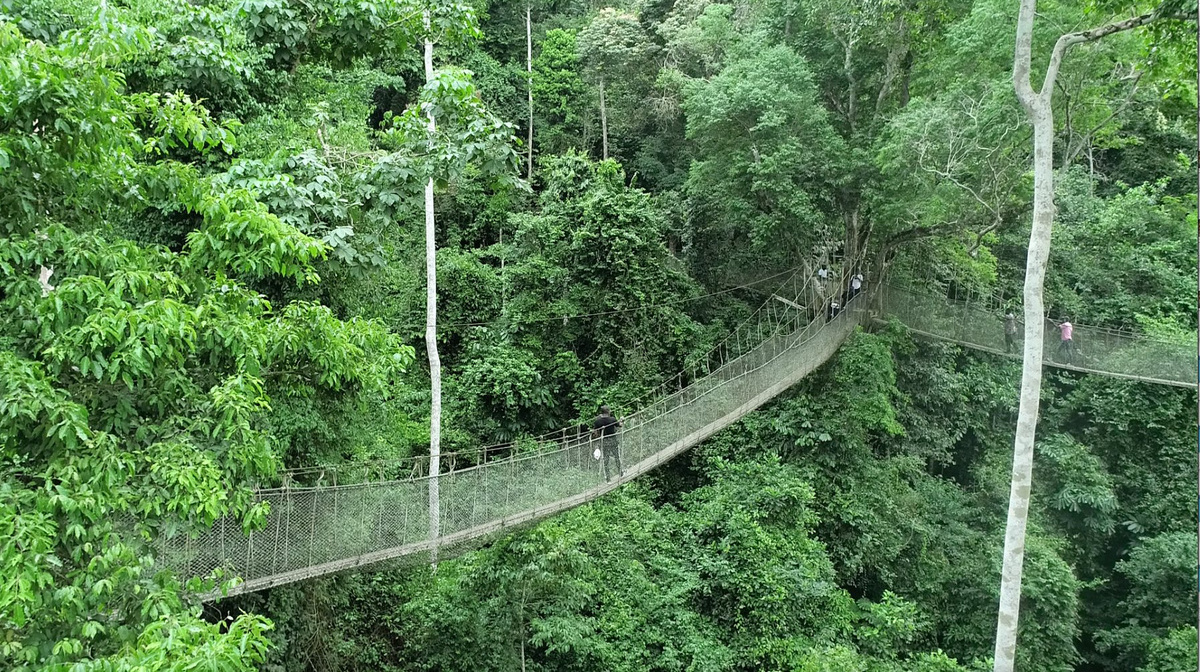 Kakum National Park.jpg 1