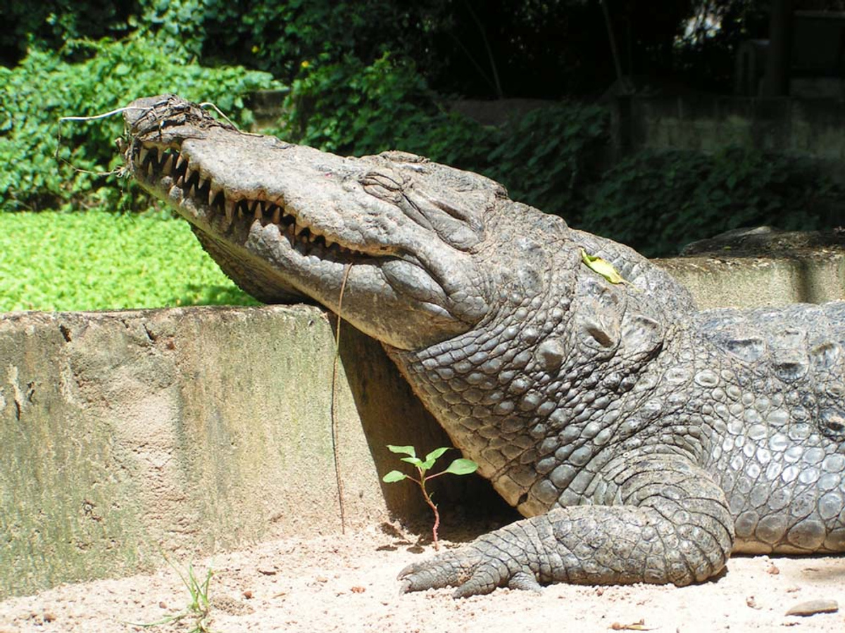 Katchikally Crocodile Pool.jpeg 1