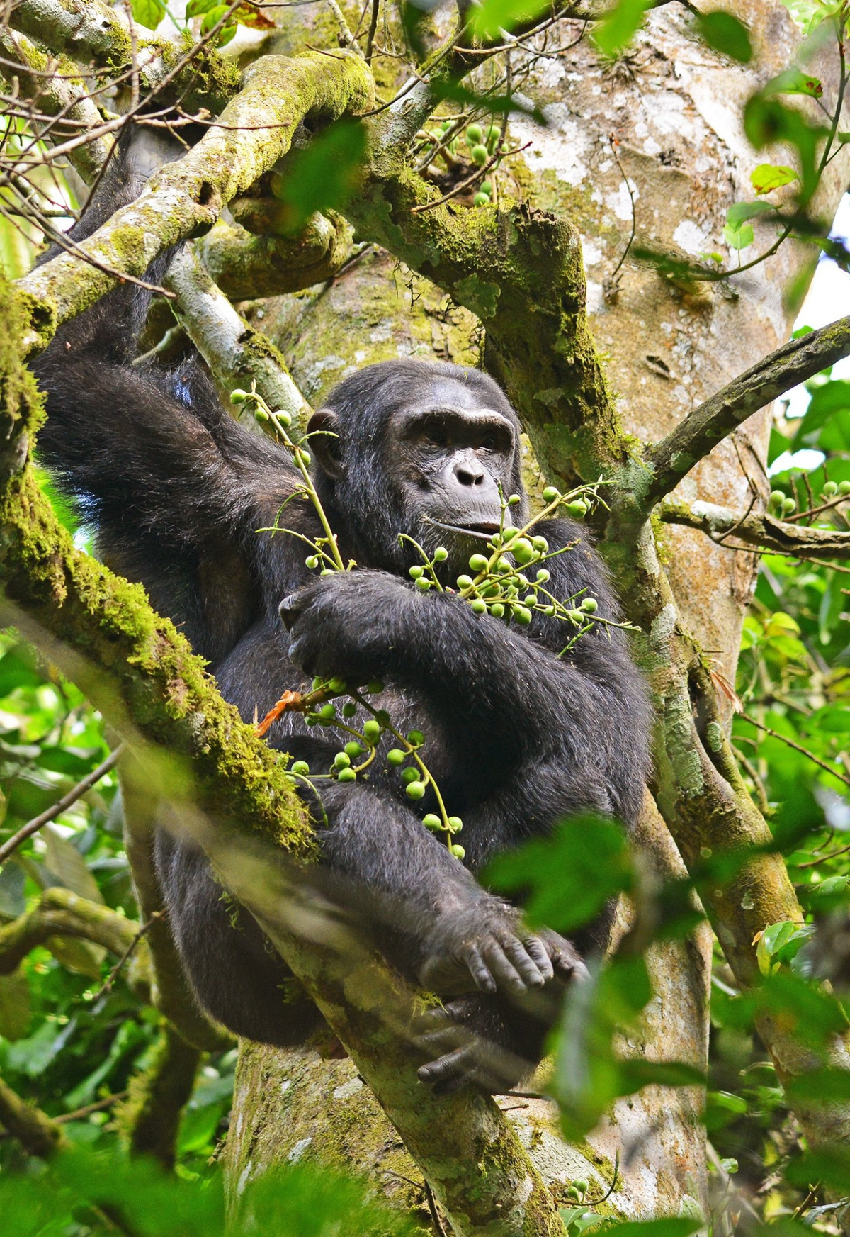 Kibale National Park.jpg 1