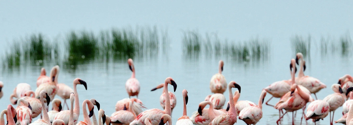 Lake Nakuru National Park.jpg 1