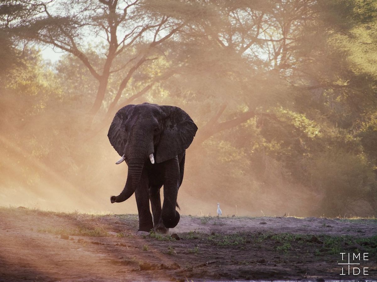 Lower Zambezi National Park.jpeg 1