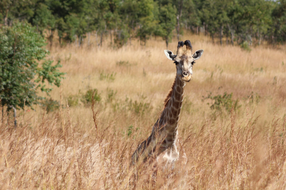 Majete Wildlife Sanctuary.jpg 1