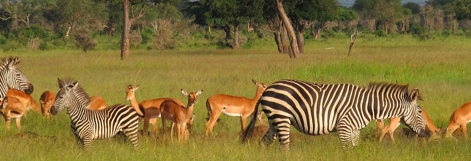 Mikumi National Park.jpeg 1