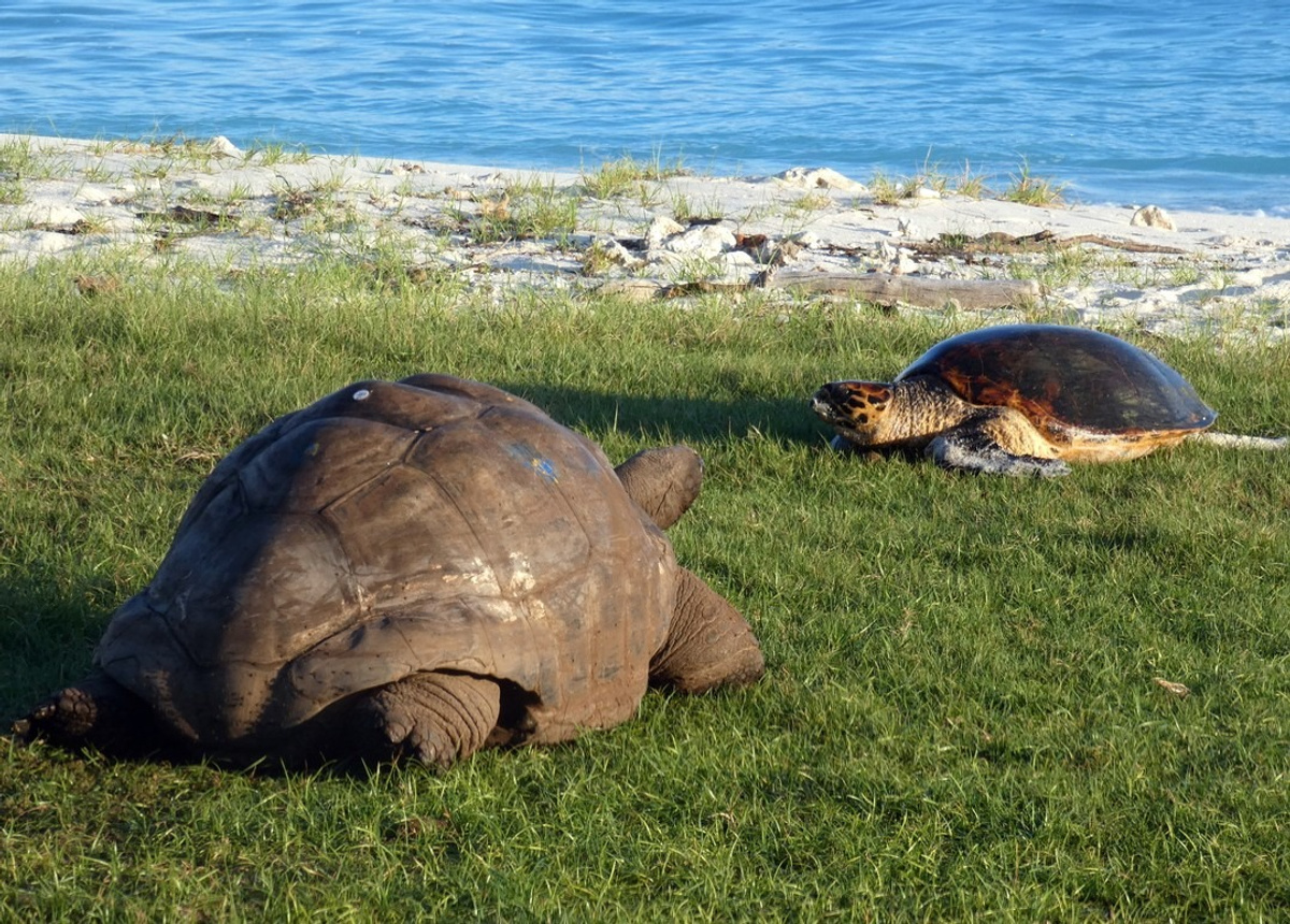 Morne Seychellois National Park.jpg 1