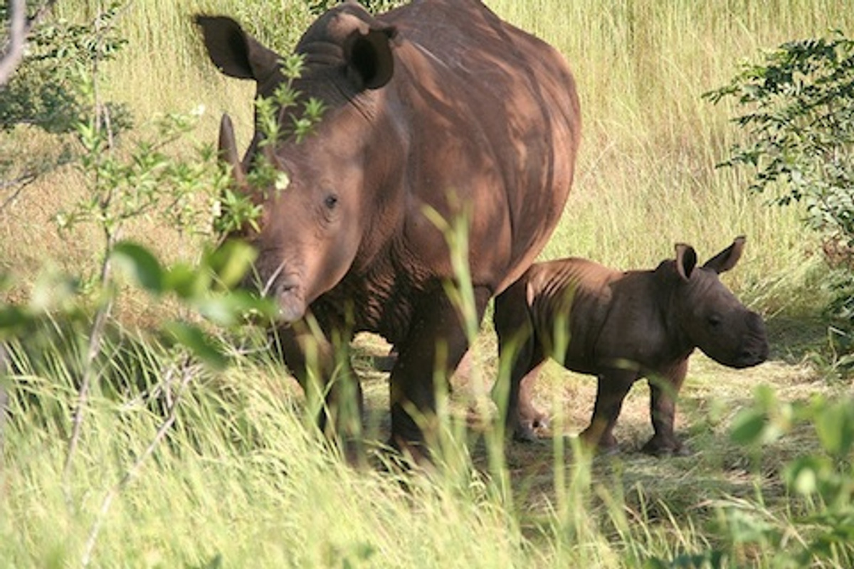 Mosi-oa-Tunya National Park.jpeg 1