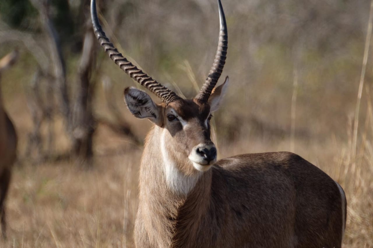 Niassa Reserve.jpg