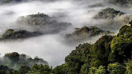 Nyungwe National Park Rwanda.jpg