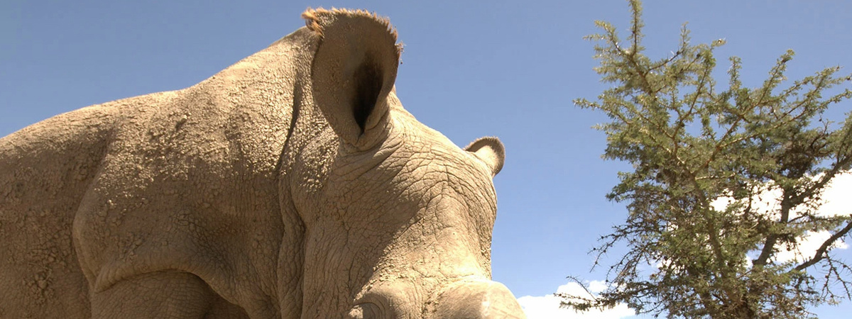 Ol Pejeta Conservancy.jpg 1