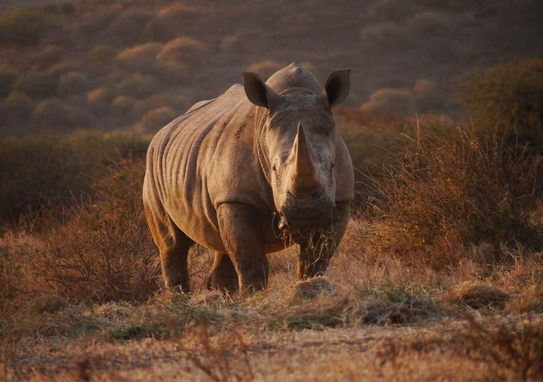 Rhinos+at+Ol+Jogi+Conservancy+in+Kenya+%28C%29+Save+the+Rhino+International.jpg