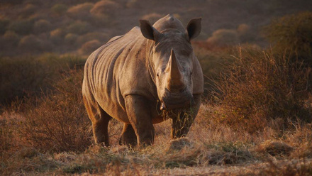 Rhinos+at+Ol+Jogi+Conservancy+in+Kenya+%28C%29+Save+the+Rhino+International.jpg