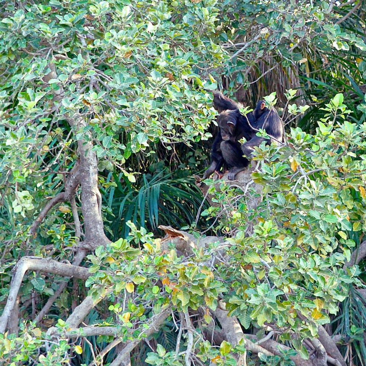 River Gambia National Park.jpg 1