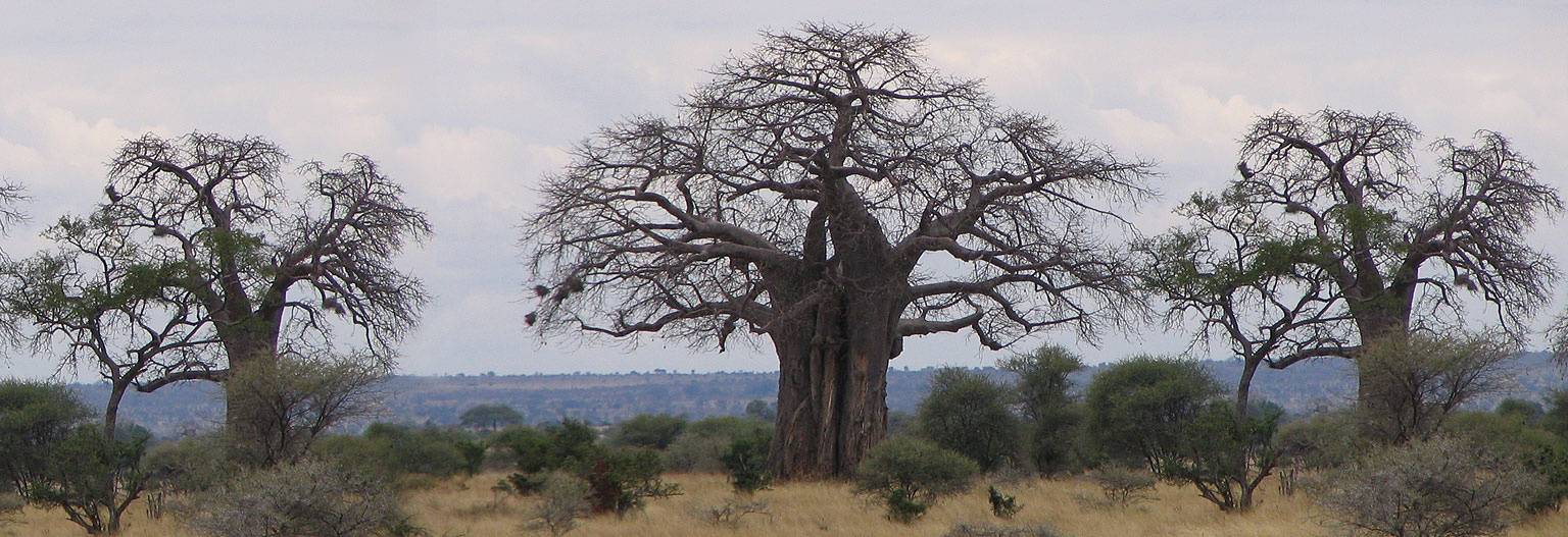 Tarangire National Park.jpeg 1