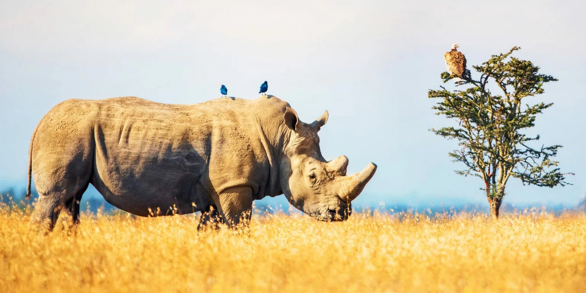 Tsavo National Park.jpg 1