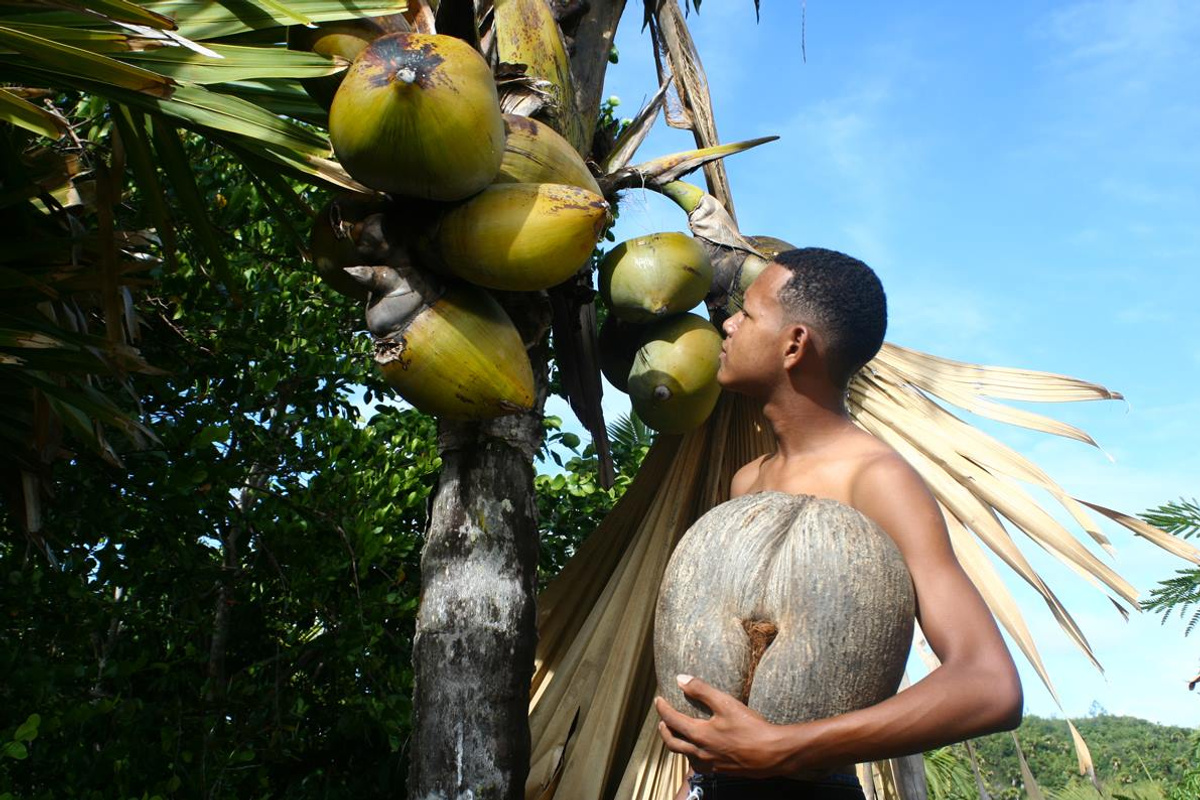 Vallée de Mai National Park.jpg 1