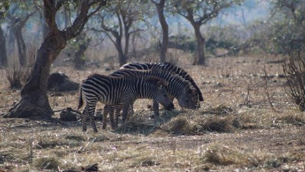 Zebra hay bails.jpg