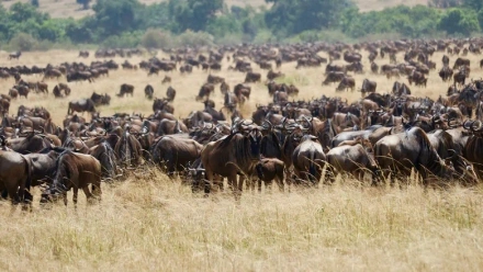 Heavy-rains-and-flooding-in-Masai-Mara-won't-disru.webp